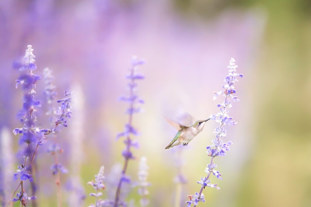 Hummingbird and blue flowers